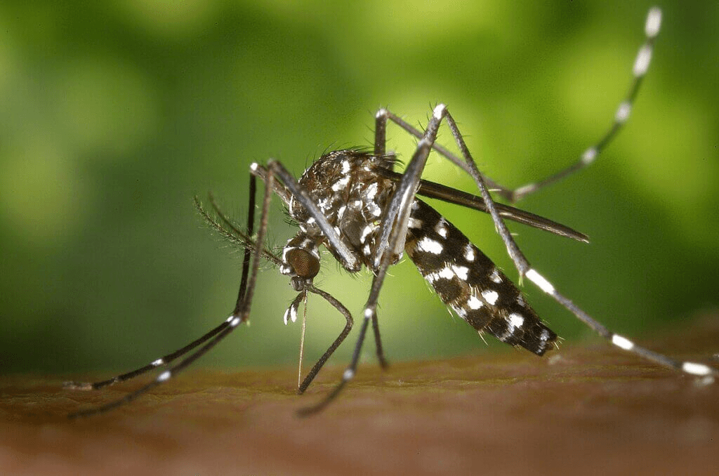 Nexora Pest Management - Mosquitoes (Aedes & Anopheles) Control in Gurgaon