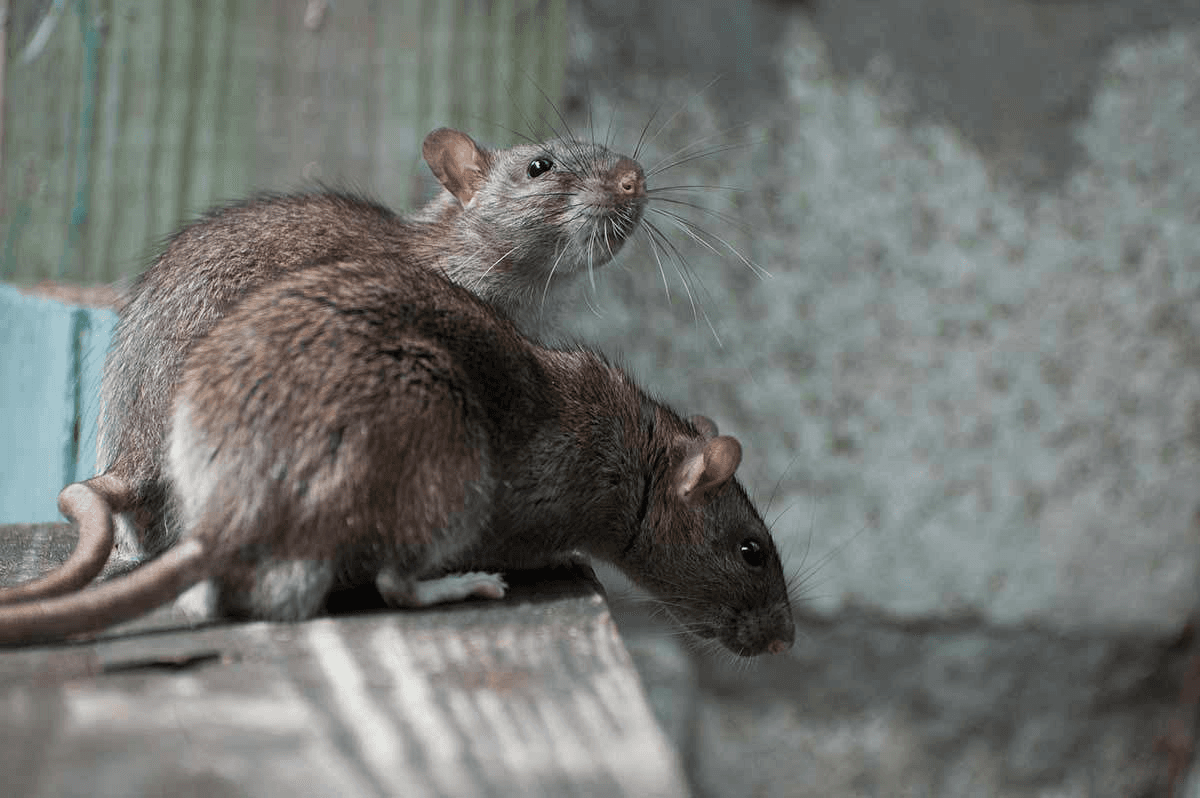 Nexora Pest Management - Roof Rats & Bandicoots (Rattus rattus) Control in Gurgaon
