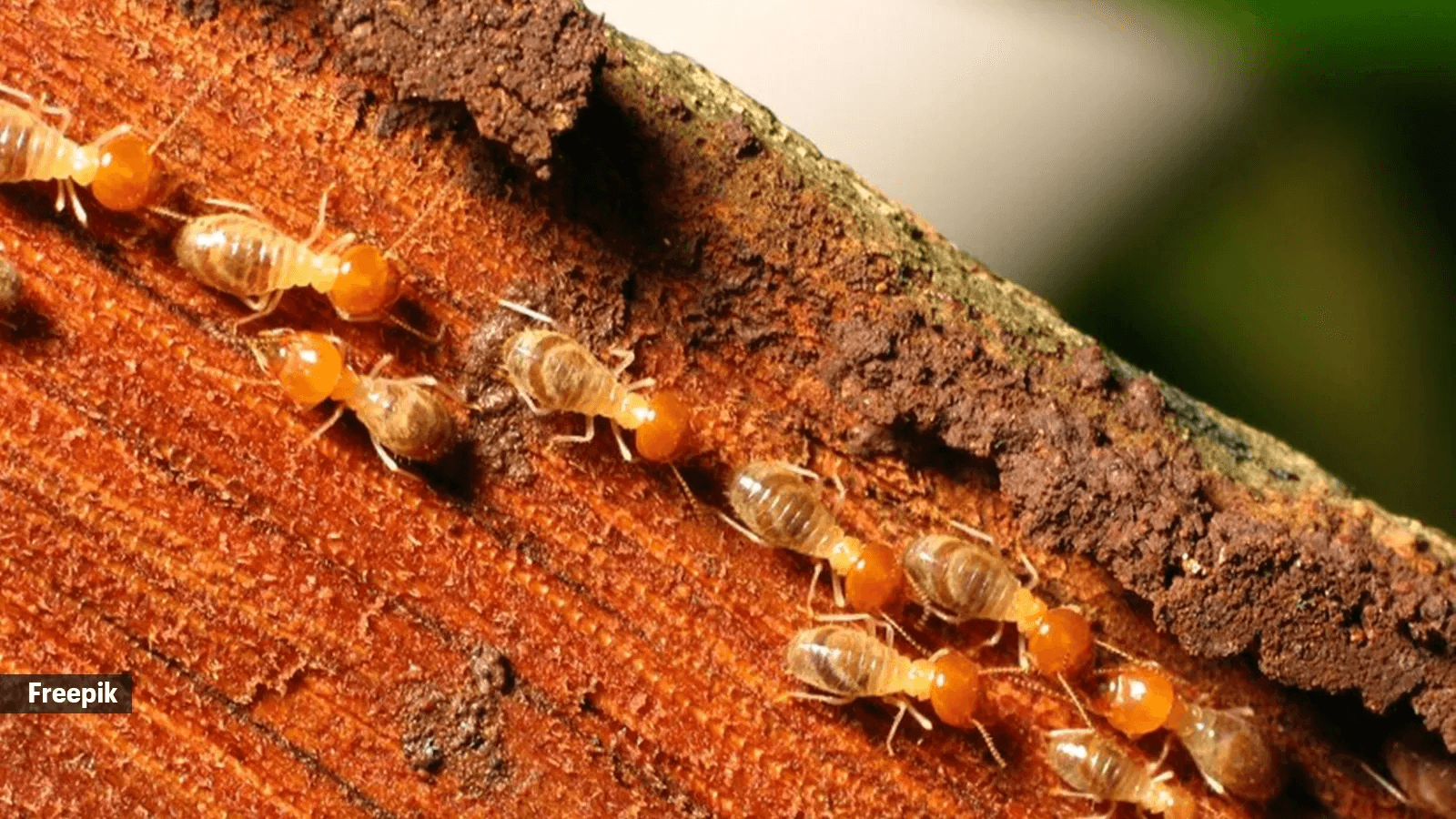 Nexora Pest Management - Subterranean Termites (Deemak) Control in Gurgaon