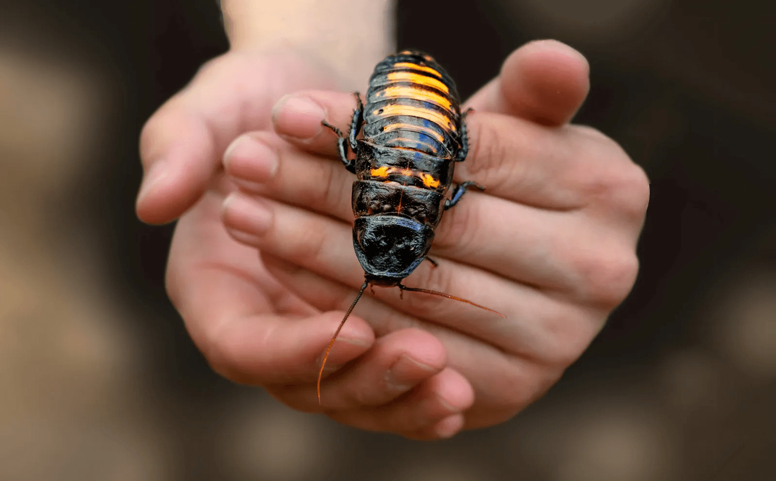 Nexora Pest Management - American Cockroach Control in Gurgaon