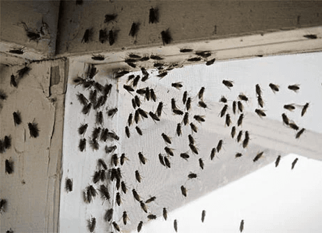 Nexora Pest Management - House Fly & Fruit Fly Control in Gurgaon