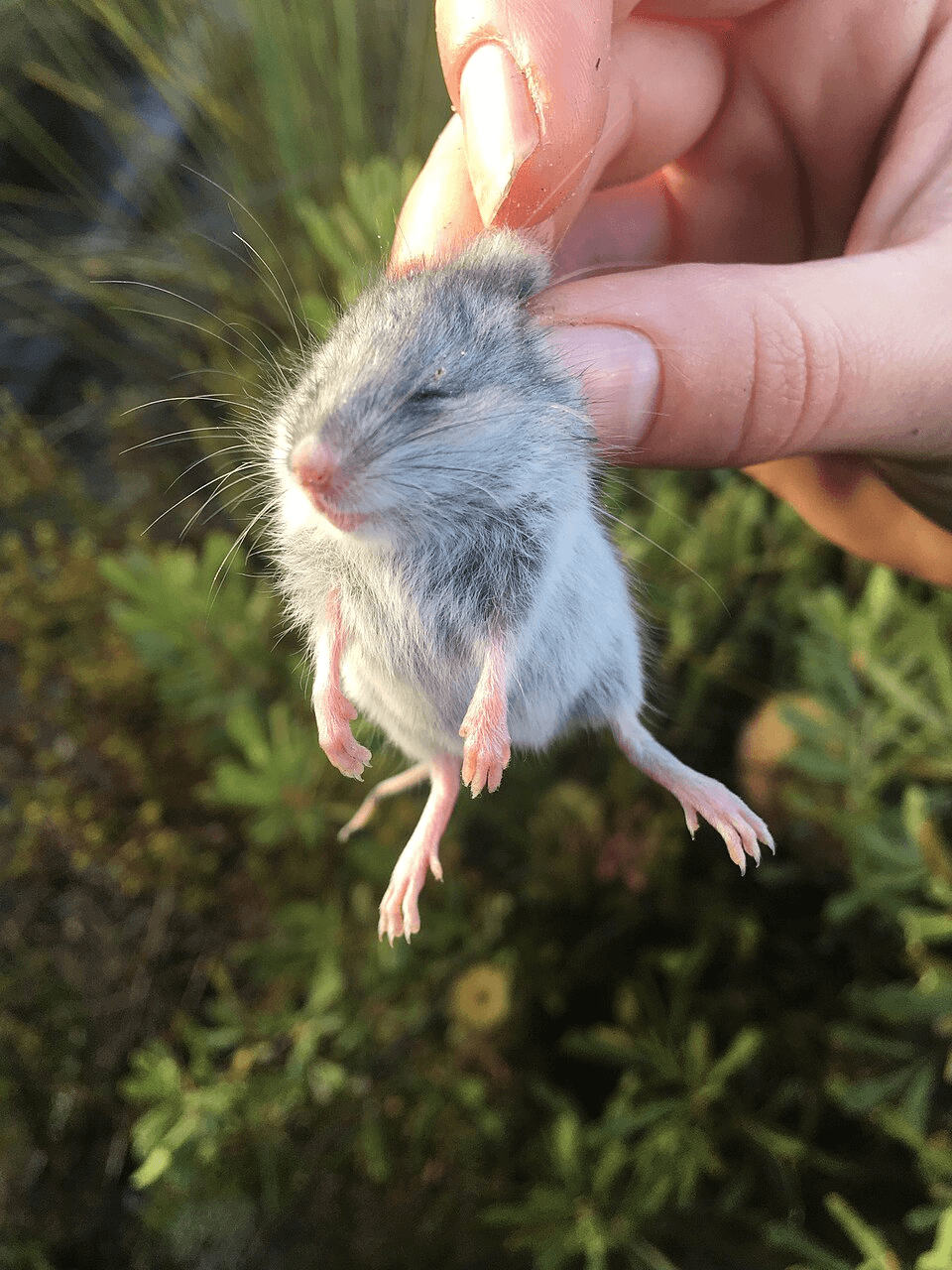 Nexora Pest Management - House Mouse Control in Gurgaon