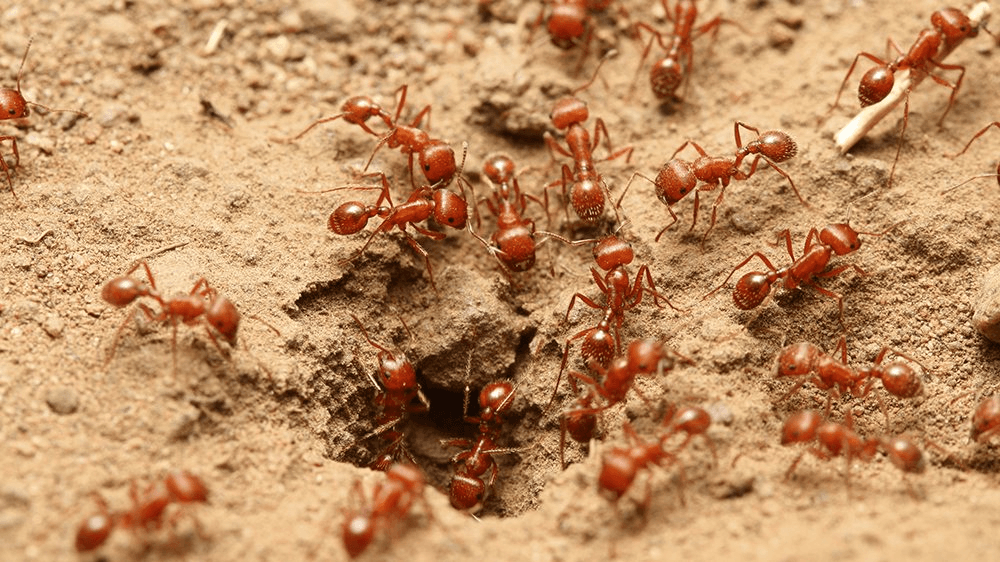 Nexora Pest Management - Red Fire Ants & Carpenter Ants Control in Gurgaon