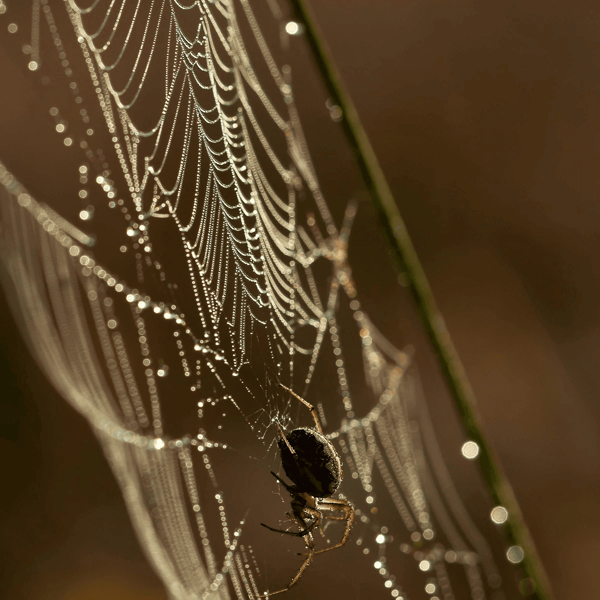 Nexora Pest Management - Spiders & Cobweb Removal Control in Gurgaon