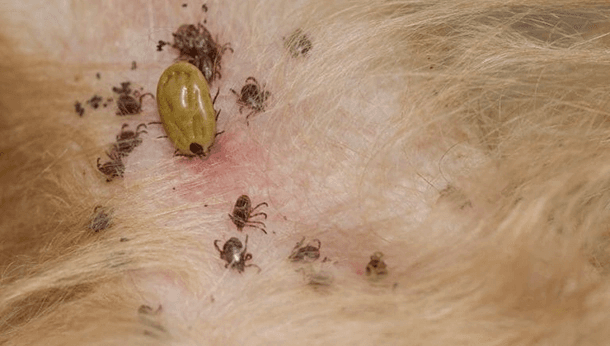 Nexora Pest Management - Ticks & Pet Parasites Control in Gurgaon