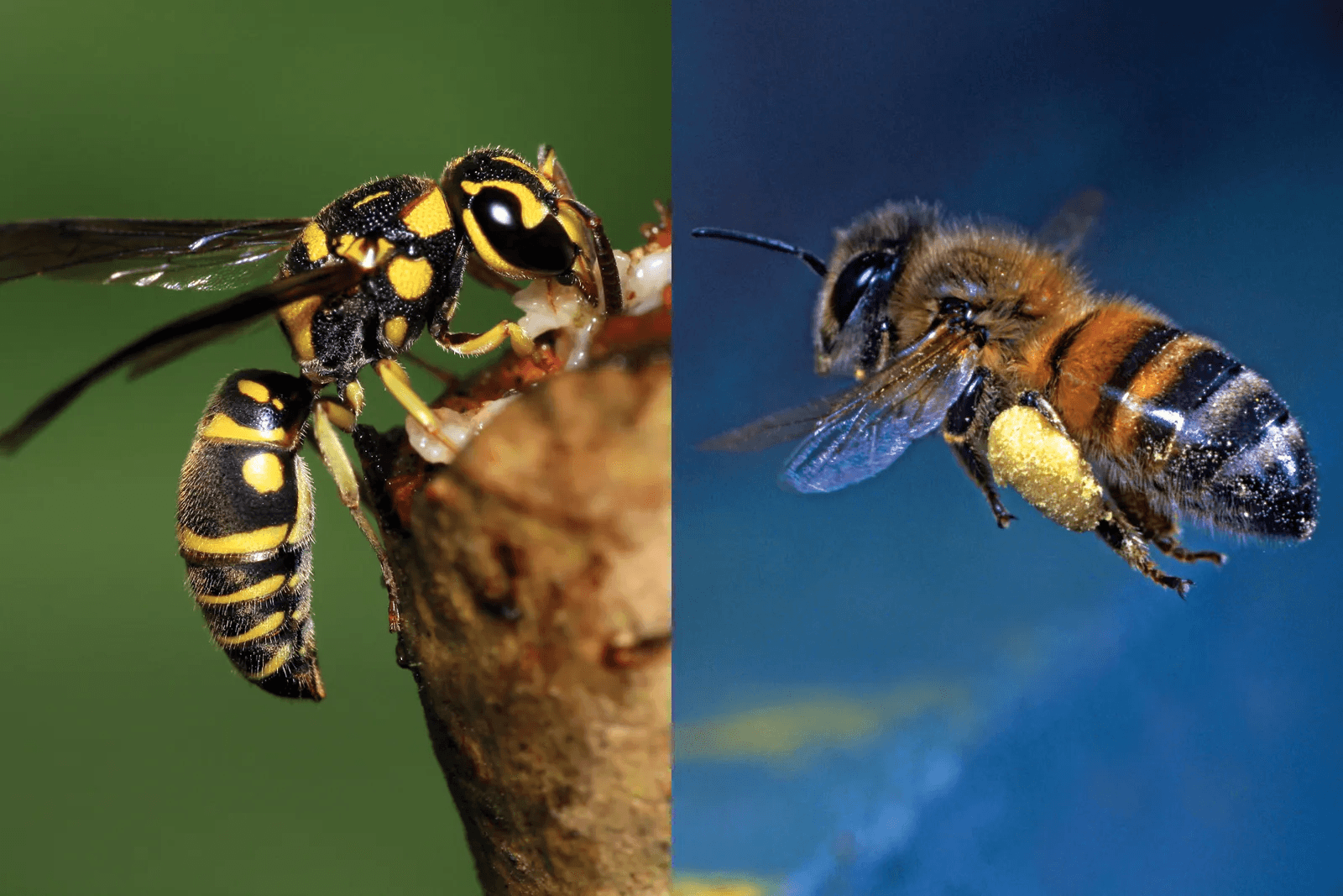 Nexora Pest Management - Wasps & Honey Bees Control in Gurgaon